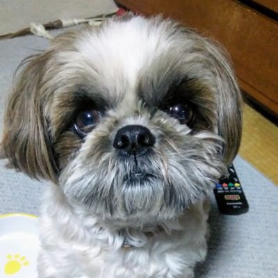 はじめまして。シーズーをはじめ犬のかわいい写真を投稿します🐶多くの人に見てもらえたら嬉しいです🤣【いいね】【リツイート】【フォロー】ポチッと押してもらえたら感激感激です♥️よろしくお願いします☺️無言フォロー失礼します🙇