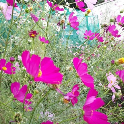 🌿We are free🌿
※無言フォロー、RT&独り言ツイート🙇RTは賛同&メモを兼ねる。
パンデミック条約、IHR(国際保健規則)の書き換え、緊急事態条項、地方自治法反対‼️‼️🇯🇵