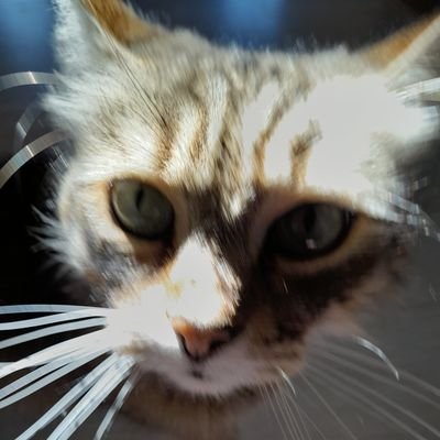 submkitten's profile picture. 21
he/they 
 📷: @sinanassakali