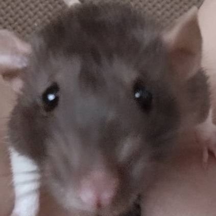 kujo_rat Profile Picture