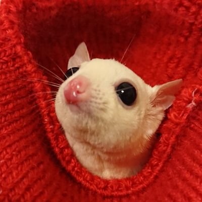 （●Дﾟ）まーくん！(虎哉和尚)さんのプロフィール画像