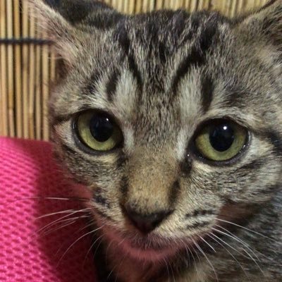 音楽(特にロックが好きです)⭐️猫、犬動物が好き🐱と一緒に暮らしてます⭐️色々ありますが⭐️頑張ってゆこうと思います⭐️無言フォローお許し下さい⭐️今年もよろしくお願いします。