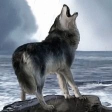 wolfrichdad's profile picture. Crypto for Living