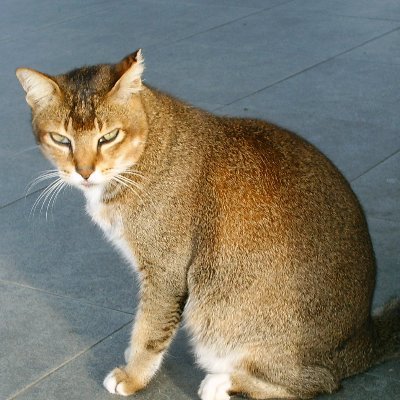 妖怪シンガプーラさんは油断しないさんのプロフィール画像