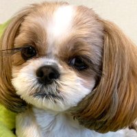 ハル七十 (@hal_hassies_70) 's Twitter Profile