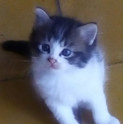 Buruh nyangkul - cinta 🇲🇨💯NKRI🇲🇨 - ⛔ intoleran ⛔ KADRUN jangan Follow bisa STROKE⛔ DM