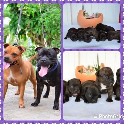 Lesteph97434764's profile picture. 