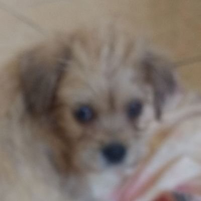 ícaro ⋆ artista e pai de passarinho (e cachorro) ⋆ 🔞 artes +18 no @icosaurus 🔞 ⋆ ele/o elu/e | he/they 🏳️🌈 🏳⚧