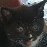 AKA 'meow' if you're my cats. He/Him
Research Services Coordinator at UoE Library
❤ Philosophy, Psychology, Education, Gaming
Views = mine
RT ≠ endorsement