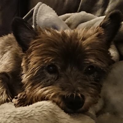 WoofDouggieDog Profile Picture