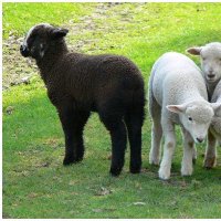 𝗕𝗹𝗮𝗰𝗸 𝗦𝗵𝗲𝗲𝗽 🇺🇦 (@ab1acksheep) 's Twitter Profile