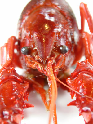 I've been boilin' crawfish since I moved to New Orleans almost 17 years ago. Boil Inc. is going on it's 14th year!