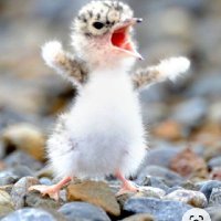 anemon (@hoppanemon) Twitter profile photo