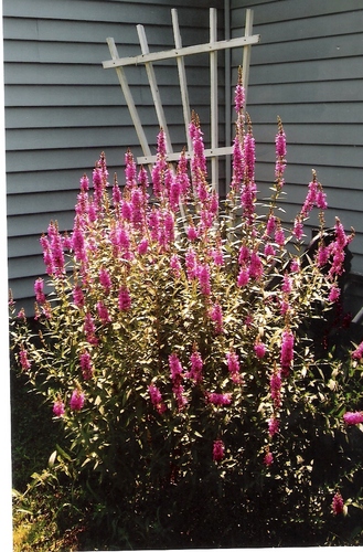 jeep_laine's profile picture. I have been following politics most of my life and am disillusioned with both parties.   Constitutional Libertarian. Librarian/Legal Ass't. No DM's, please.