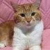 にゃじらぶ😻 (@tmcaxfr1pvkwfup) Twitter profile photo にゃじらぶ😻 (@tmcaxfr1pvkwfup) Twitter profile photo