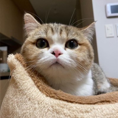 shattalbx's profile picture. 