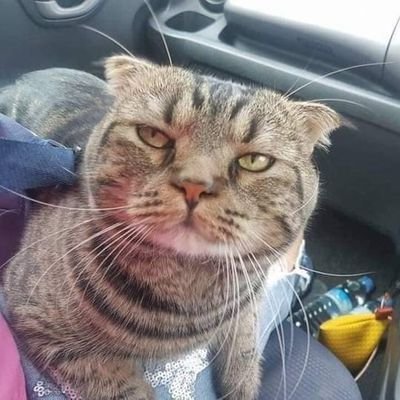 Jangan lewatkan harimu dengan tingkah laku absurd kucing.