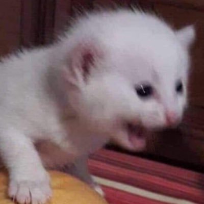 jasper • born to die gender is a fuck 1994 kill em all ☭ i have stage 4 cancer lol | priv @sanholo6669