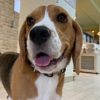 bill45taka's profile picture. 先代犬ビルがお空へ  二代目チャンプ　2019 8-06生  パワフル元気な毎日を楽しんでます。ブログ告知ばかりですが、よろしくお願いします🤲