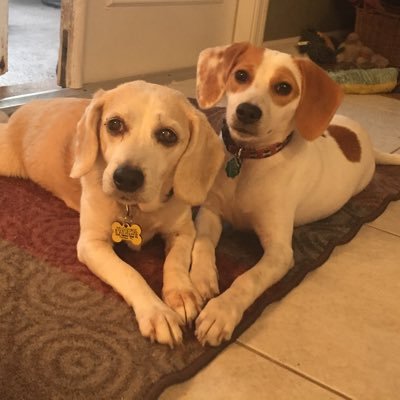 Volunteer: Tampa Bay Beagle Rescue, Mom to Kirsten, Lauren & Dylan