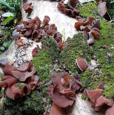 BackbackingMama's profile picture. 4x mom, twin & autism mom, depression warrior, narsassistic abuse 2x survivor, teacher that loves travel, books, science, & will someday be a real grown up.