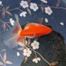3tdrDNJBc4vhLQv's profile picture. 長年金魚飼育を趣味にしています。日常の飼育や金魚店訪問等の金活記録目的で、よく土日にUPしています。過去訪れた馴染みのある場所やペットの話題に思わずイイネしています。金魚飼育の楽しさを共有できたらと思っています。
#金魚
#土佐錦
#東錦
#江戸錦
#水泡眼
#goldfish