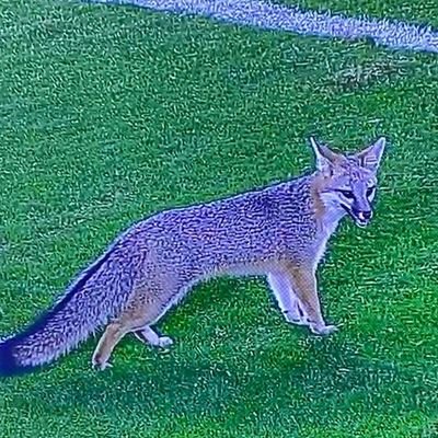 Ya..I'm that fox on the field

https://t.co/LxYUSW9F1m