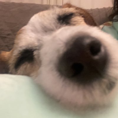 dizekooo's profile picture. 