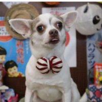 ミルキー (@sakura_yakata) 's Twitter Profile
