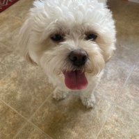 The Beepz 03π§ (@beepzbrehm03) 's Twitter Profile