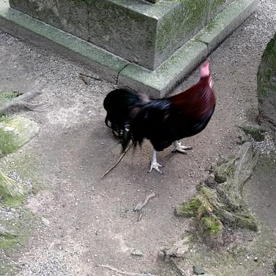 カラフルぷりん