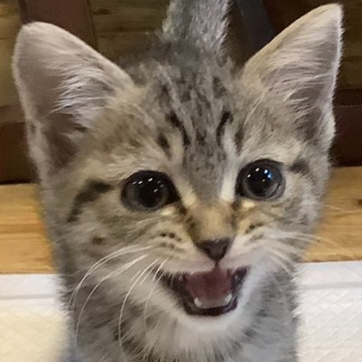 ashinagamanbibi's profile picture. 足長マンチカンのビビ🐾 5歳の女の子 甘えん坊×ちょいツン｜朝昼夜にゆるっと投稿中🌞🌙 📸写真とことばで、癒しとくすっとをお届けします #トラネコ #猫好きさんと繋がりたい #ねこかわいいね 🎥YouTubeは休憩中。過去動画でほっこりどうぞ📎