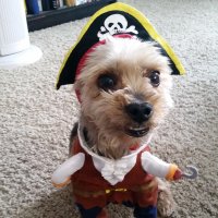 Franklin the Hotdog (@franklinhotdog) 's Twitter Profile