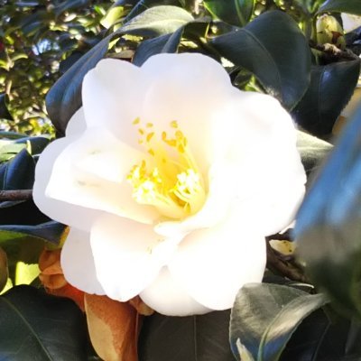 flyingobject22's profile picture. 