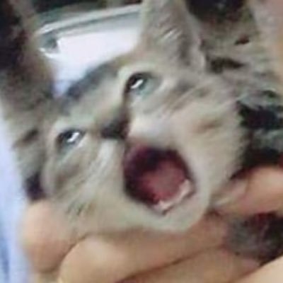 nugumeow's profile picture. 거북목에서 탈출하고 싶어요