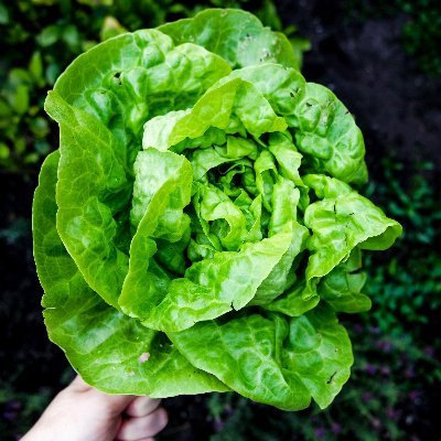 No Dirt Gardening is Growing!
Aeroponic Gardner & Tower Garden Representative
#homegrown #urbangardening #growyourownfood
#greenthumb #verticalgarden #veggies