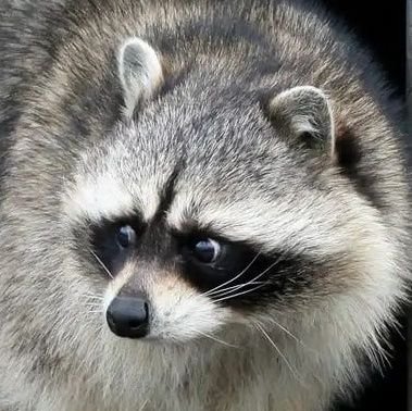 18+

Eventually, I'll have a raccoon-sona.

Someday.