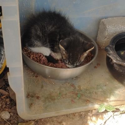 savemozzilife's profile picture. 모찌 모금 금액은 200만원입니다
모찌의 다리 골절 수술을 할 수 있도록 도와주세요
부산 267120476432 ㅂㅅㅇ
커피 한 잔 값이 너무 절실합니다 
모든 내역과 치료과정은 투명하게 올리겠습니다