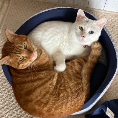 jijuku_t's profile picture. 平和のついた純全帯が好きです。