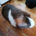 Kid&piggies (@kpiggies) Twitter profile photo Kid&piggies (@kpiggies) Twitter profile photo