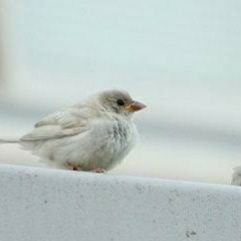 KingtiroL's profile picture. 