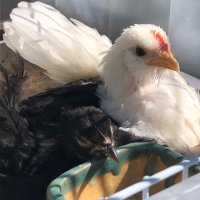 シロさんとクロさんとチャコさん (@imomot_bw) 's Twitter Profile Photo