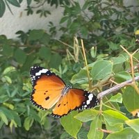 Abusoud (@abusoud78203340) 's Twitter Profile Photo