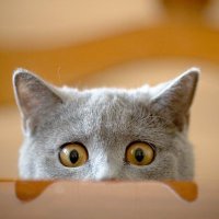 sweetcat (Ø,G) (@sweet_cat87) 's Twitter Profile Photo sweetcat (Ø,G) (@sweet_cat87) 's Twitter Profile Photo