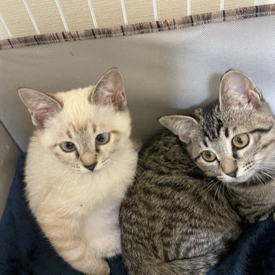 白いほうがラムちゃん😺キジトラのほうがむぎちゃん😸 時々ウサギのオレオ🐇 無言フォロー失礼します😅#猫 #猫好き #猫のいる暮らし