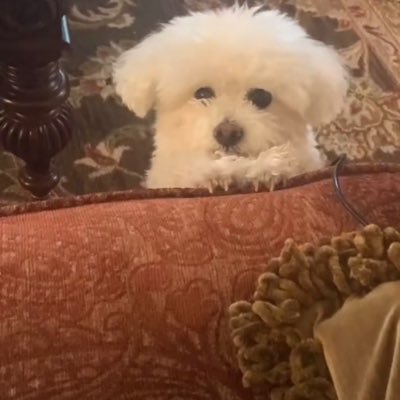 SheCanHoopIll Profile