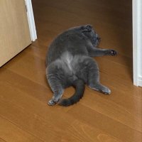 ぴにゃにゃん🐱 (@ikuta78824619) 's Twitter Profile
