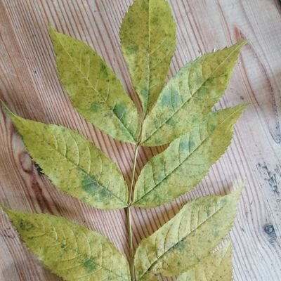 Esche77220132's profile picture. Ein Baum, der sich unter Belastung biegt, aber nicht bricht.