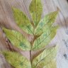 Esche77220132's profile picture. Ein Baum, der sich unter Belastung biegt, aber nicht bricht.