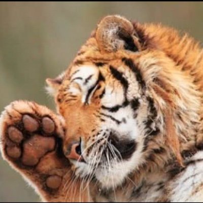 clocktiger's profile picture. 我是一个流浪的失败者